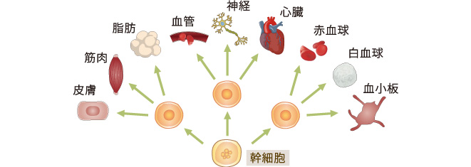 幹細胞説明図