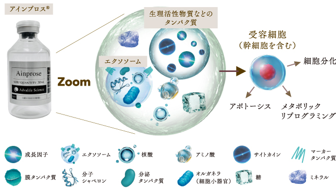 アインプロス®︎(内因性生体微粒子製剤)説明図